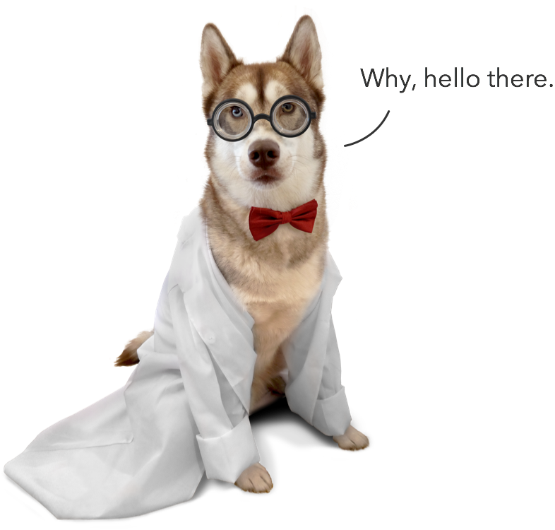 Oskar the husky dog, dressed as a scientist